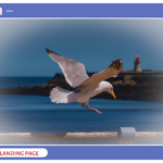 Image d'une page d'ordinateur avec un oiseau qui atterrit pour illustrer le concept de landing page